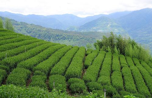 良好农业规范认证（GAP认证）